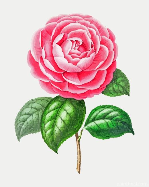 Artistic Camellia Flower Painting By Numbers Kits