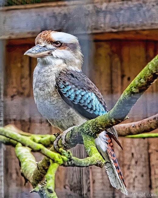 Blue Winged Kookaburra Painting By Numbers Kits