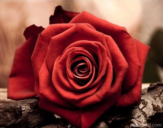 Romantic Red Rose Flowers Flowers Painting By Numbers Kits