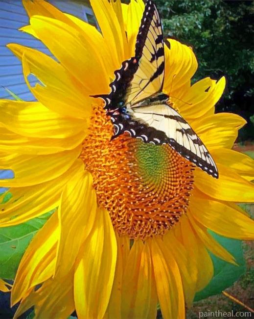 Sunflower And Butterfly NEW Painting By Numbers Kits