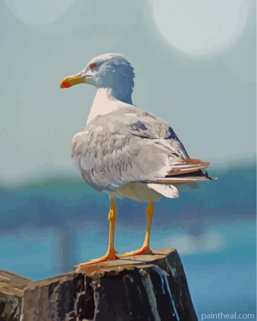 White Seagull Bird Painting By Numbers Kits
