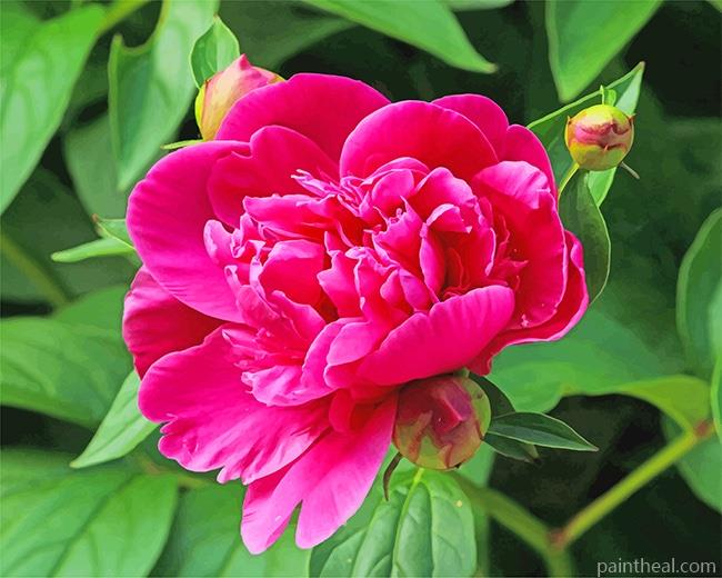Pink Peony NEW Painting By Numbers Kits