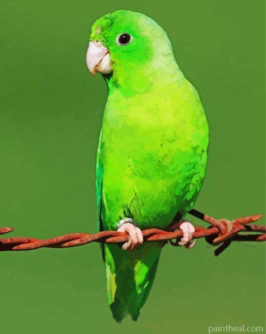 Green Parrotlet Bird Painting By Numbers Kits