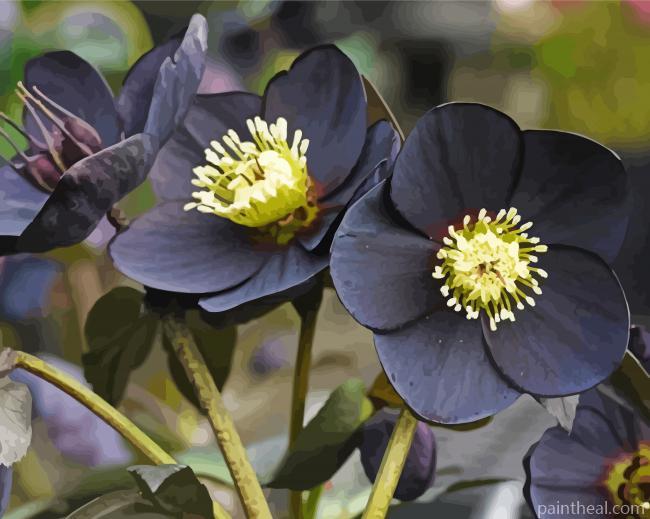 Black Hellebore Flowers Painting By Numbers Kits