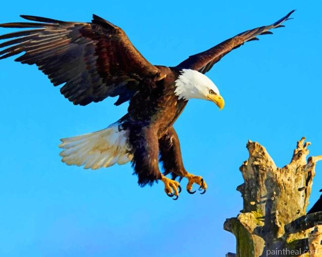 Sharp Eagle Painting By Numbers Kits