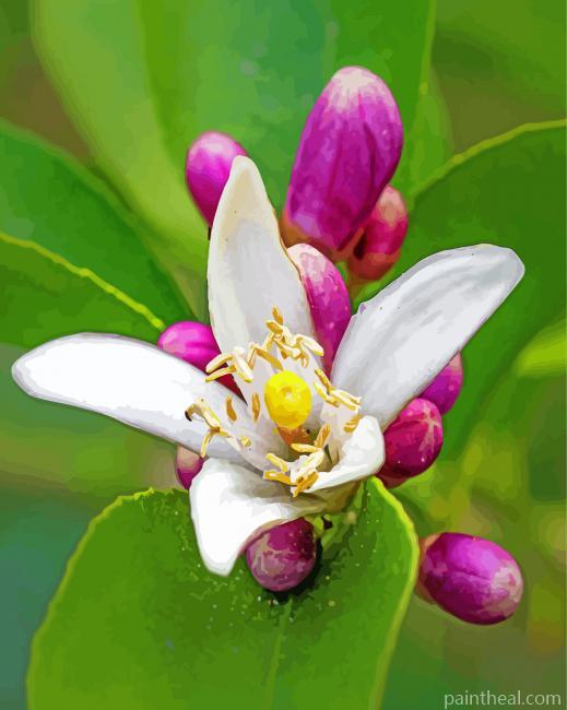 Lemon Blossom Flower Painting By Numbers Kits