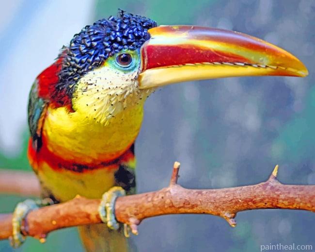 Yellow Eared Toucanet Painting By Numbers Kits