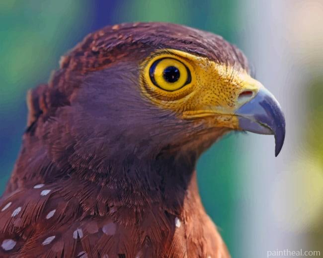 Brown Eagle Bird Painting By Numbers Kits