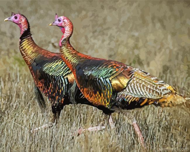 Turkey Birds Painting By Numbers Kits