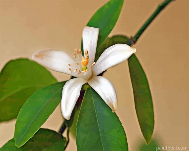Lemon Blossoms Flower Painting By Numbers Kits