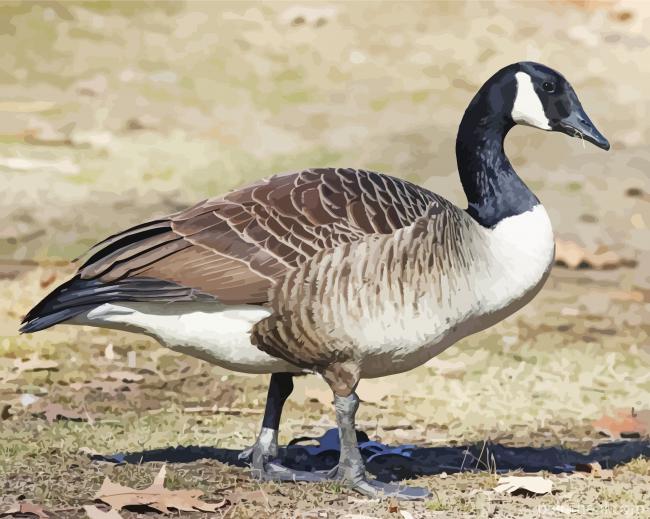 Canadian Goose Painting By Numbers Kits