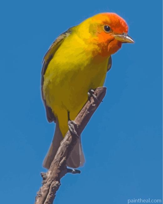 Western Tanager Painting By Numbers Kits