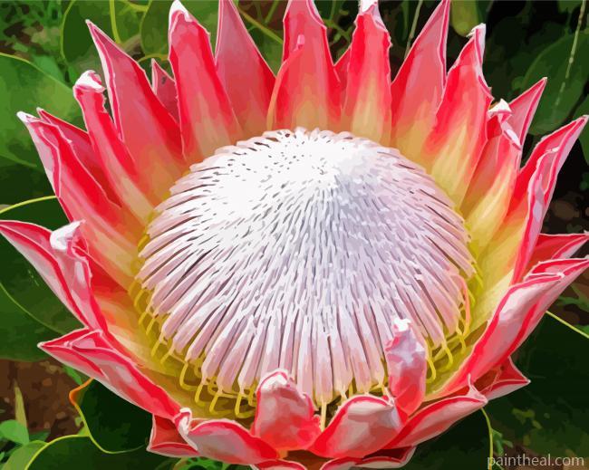 King Protea Plant Painting By Numbers Kits