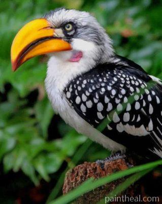 Yellow Billed Hornbill Painting By Numbers Kits