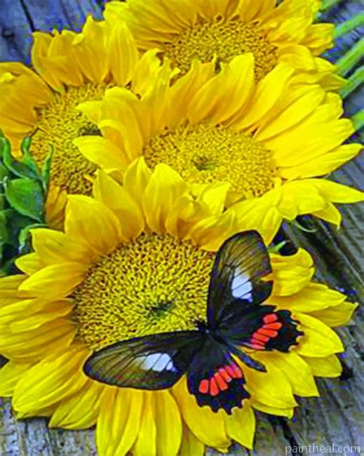 Butterfly And Sunflowers Insects Painting By Numbers Kits