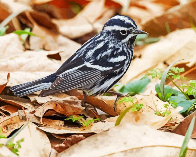 Black And White Warbler Bird Painting By Numbers Kits