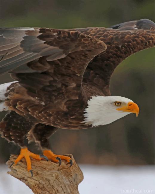 Northern Bald Eagle Bird Painting By Numbers Kits