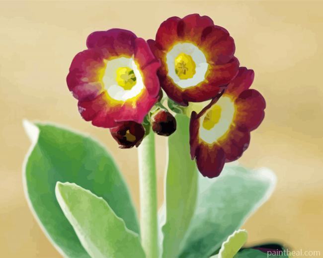 Dark Red Primula Auricula Painting By Numbers Kits