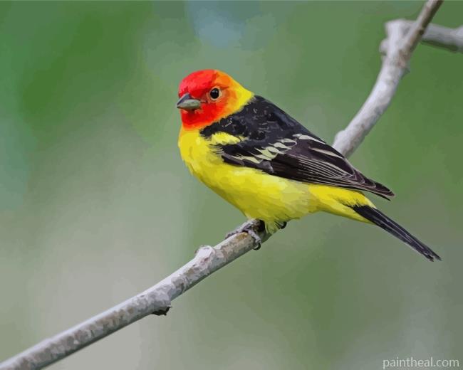 Western Tanager Bird Painting By Numbers Kits