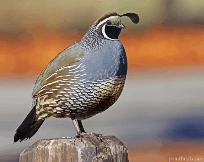 California Quail Bird Painting By Numbers Kits