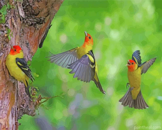 Flying Western Tanager Birds Painting By Numbers Kits