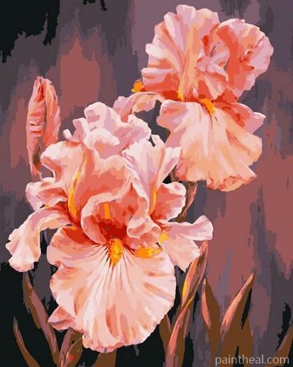 Pink Beautiful Flowers Painting By Numbers Kits