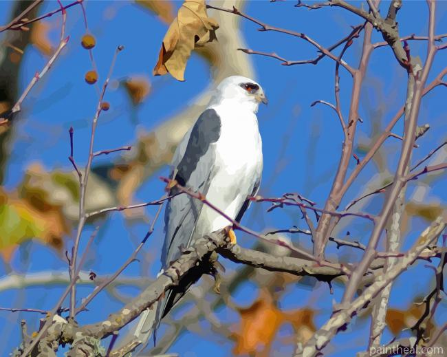 White Swallow Tailed Kite Painting By Numbers Kits