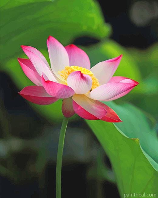 White Pink Lotus NEW Painting By Numbers Kits