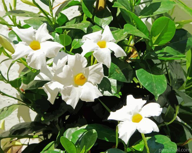 White Mandevilla Flowers Painting By Numbers Kits