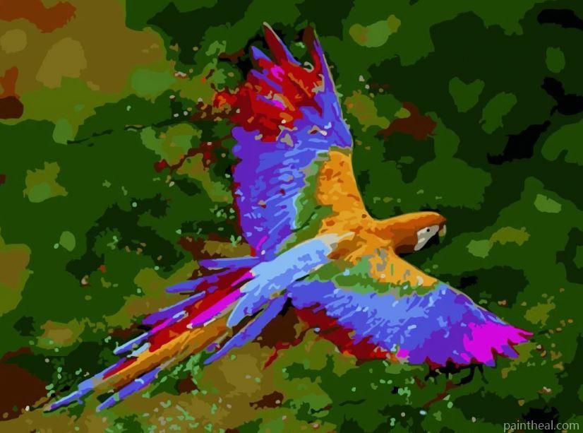 Colorful Macaw Flying Painting By Numbers Kits