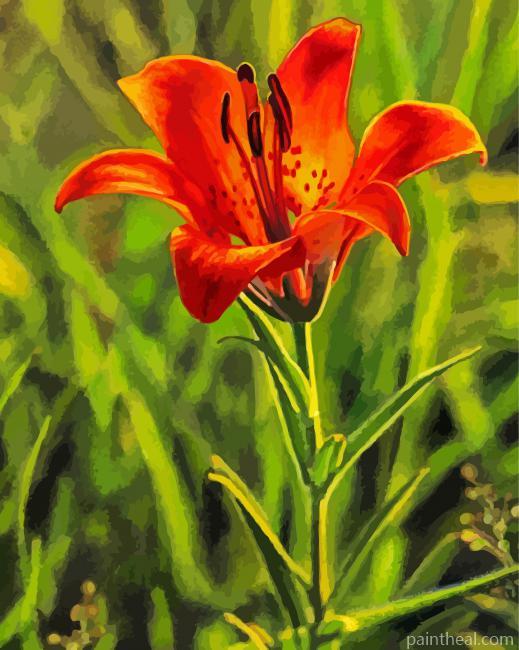 Prairie Lily Art Painting By Numbers Kits