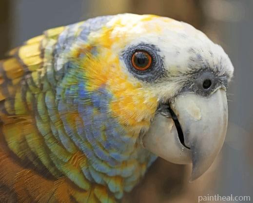 St Vincent Parrot Painting By Numbers Kits