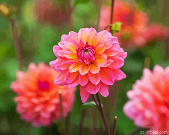 Dahlia Coral Flowers Painting By Numbers Kits