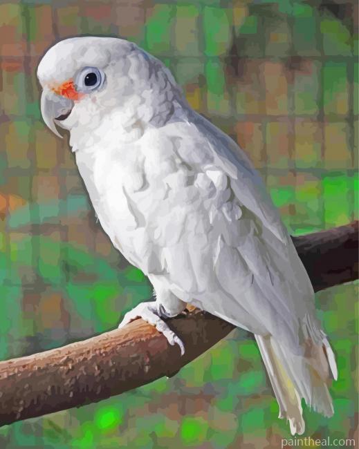 Goffins Cockatoo On Branch Painting By Numbers Kits
