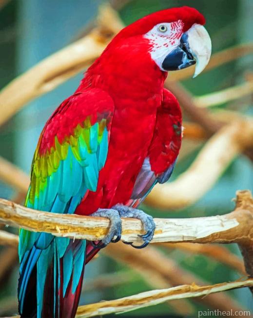 Parrot Painting By Numbers Kits
