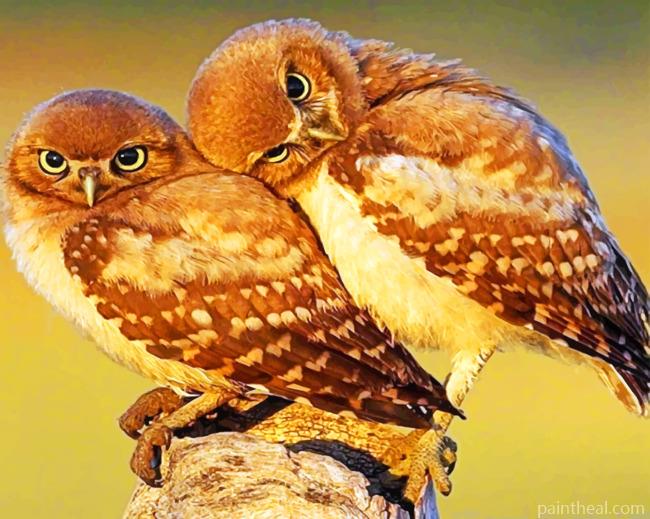 Ferruginous Pygmy Owls Painting By Numbers Kits