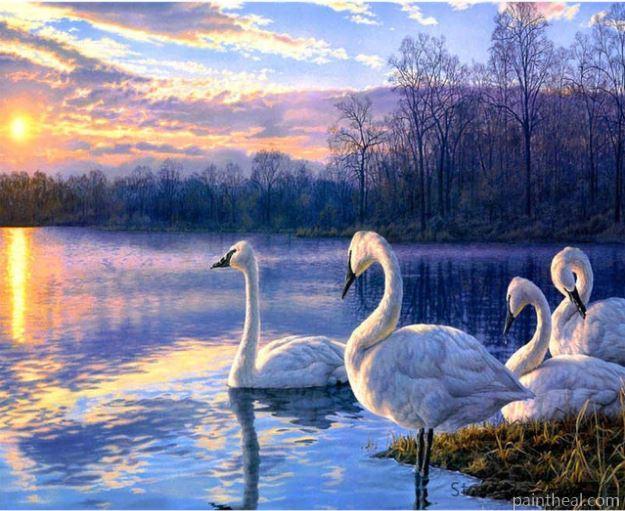 Swans in the lake Painting By Numbers Kits