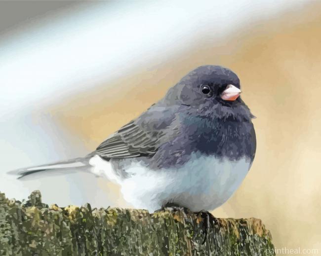 Junco Bird Painting By Numbers Kits