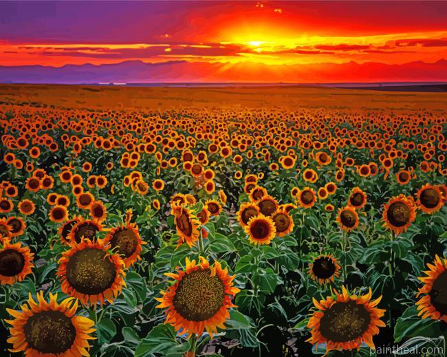 Sunflowers Sunset Painting By Numbers Kits