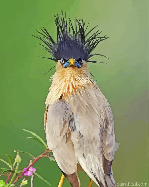 Messy Bird Hair Painting By Numbers Kits