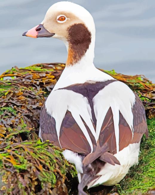 Long Tailed Duck Painting By Numbers Kits