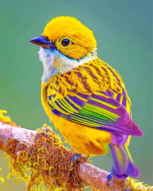 Silver Throated Tanager Bird Painting By Numbers Kits