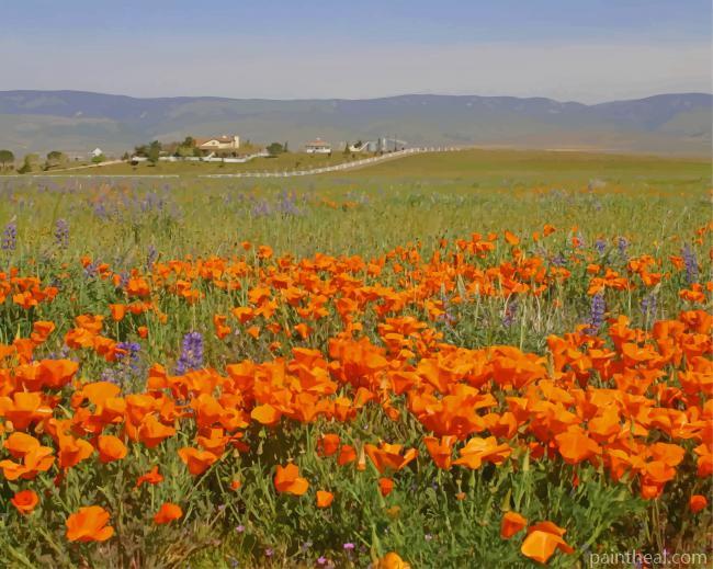 Orange Poppy Field NEW Painting By Numbers Kits