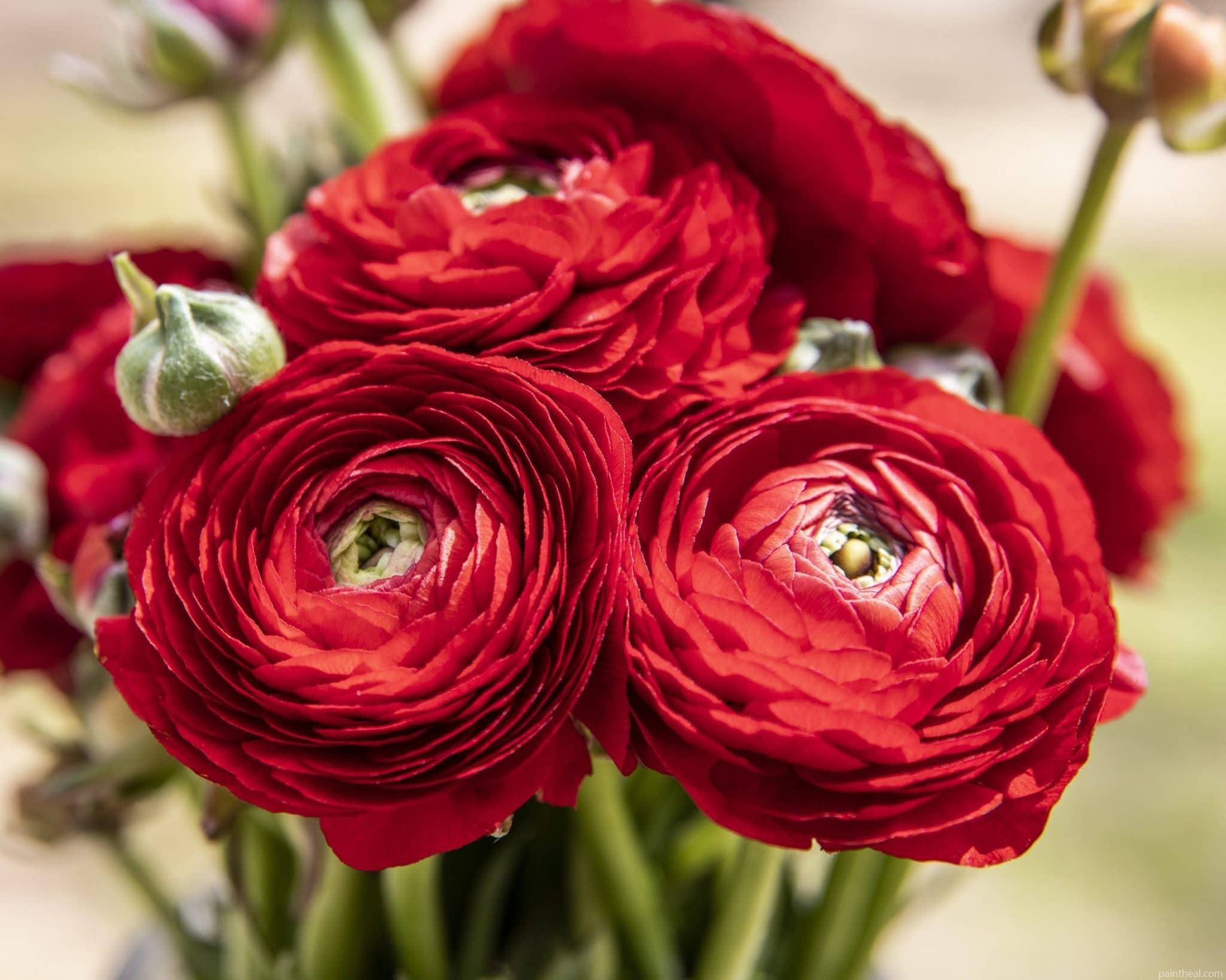 Red Rosie Flowers Painting By Numbers Kits