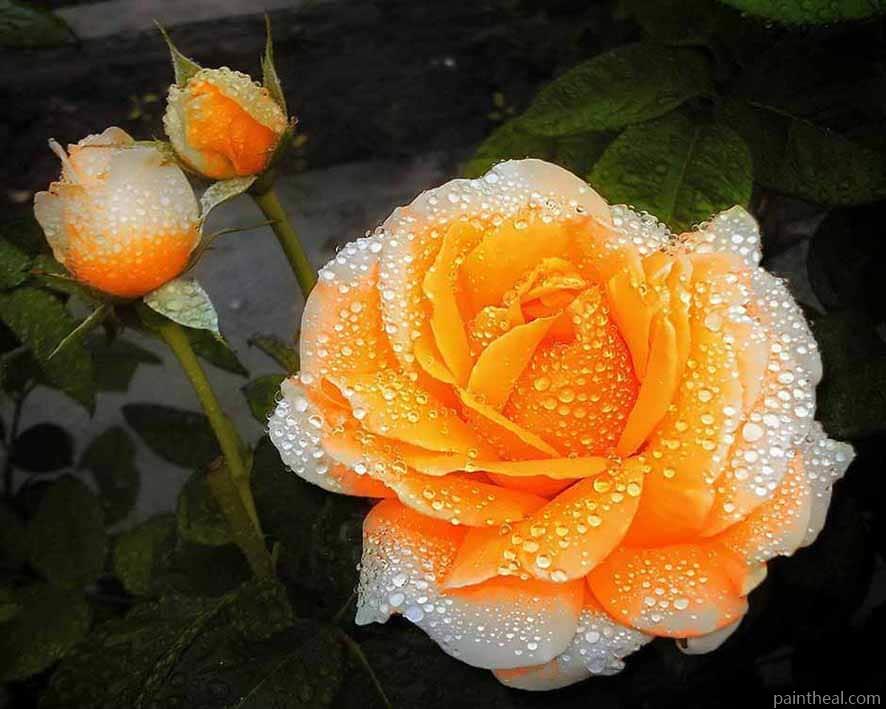 Orange Rose Painting By Numbers Kits