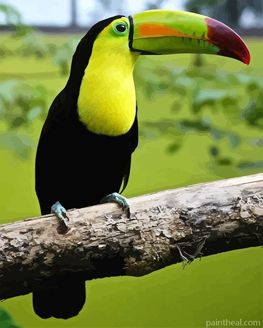 Loro Tucan NEW Painting By Numbers Kits