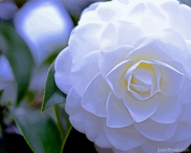White Camelia Painting By Numbers Kits