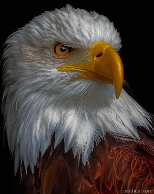 Bald Eagle Bird Painting By Numbers Kits