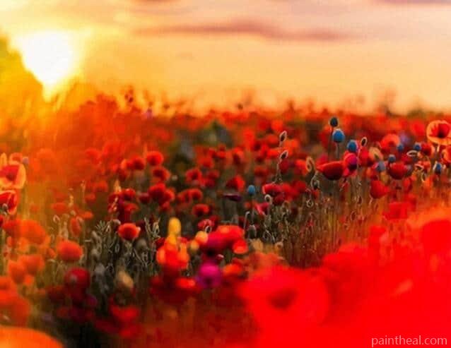 Poppy Field Landscape Painting By Numbers Kits