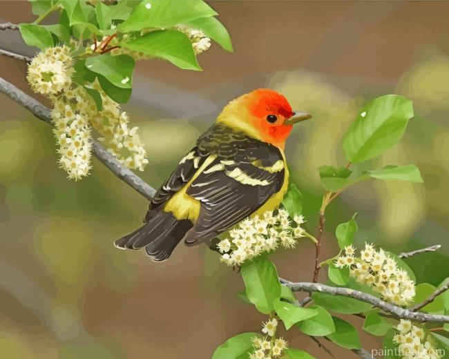 Western Tanager On Branch Painting By Numbers Kits